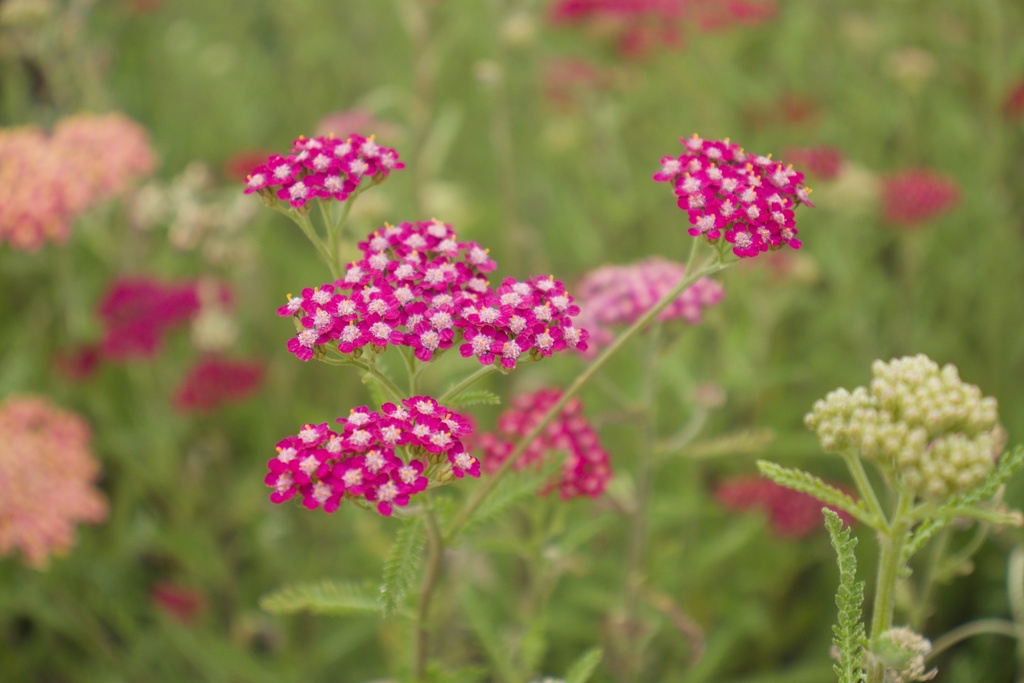Achillea millefolium 'Cassis' (Bio)