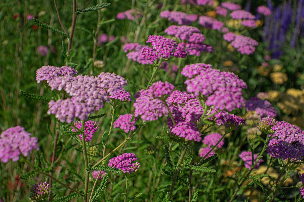 Achillea millefolium 'Lilac Beauty'