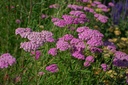 Achillea millefolium 'Lilac Beauty'