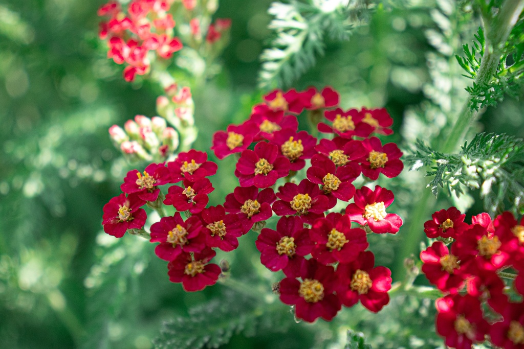 Achillea millefolium 'Paprika'