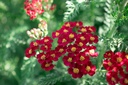Achillea millefolium 'Paprika'