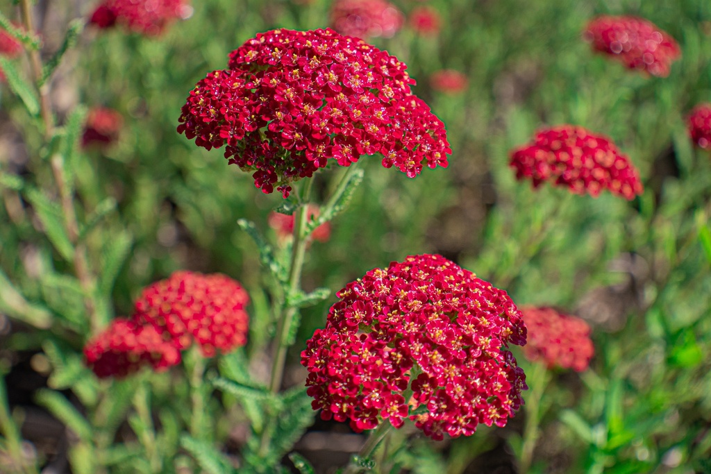 Achillea millefolium 'Red Velvet'