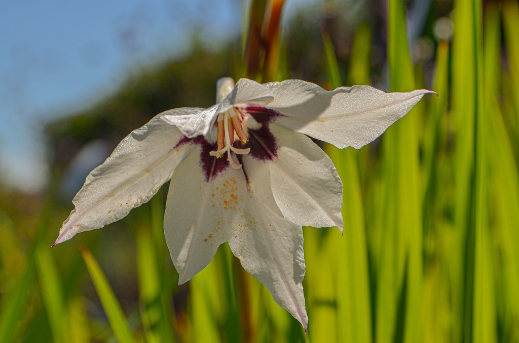 Acidanthera murielae (Bio)