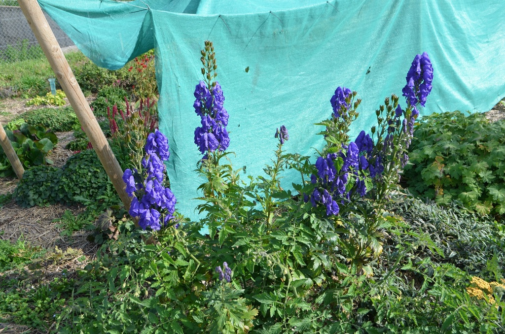 Aconitum carmichaelii 'Arendsii'