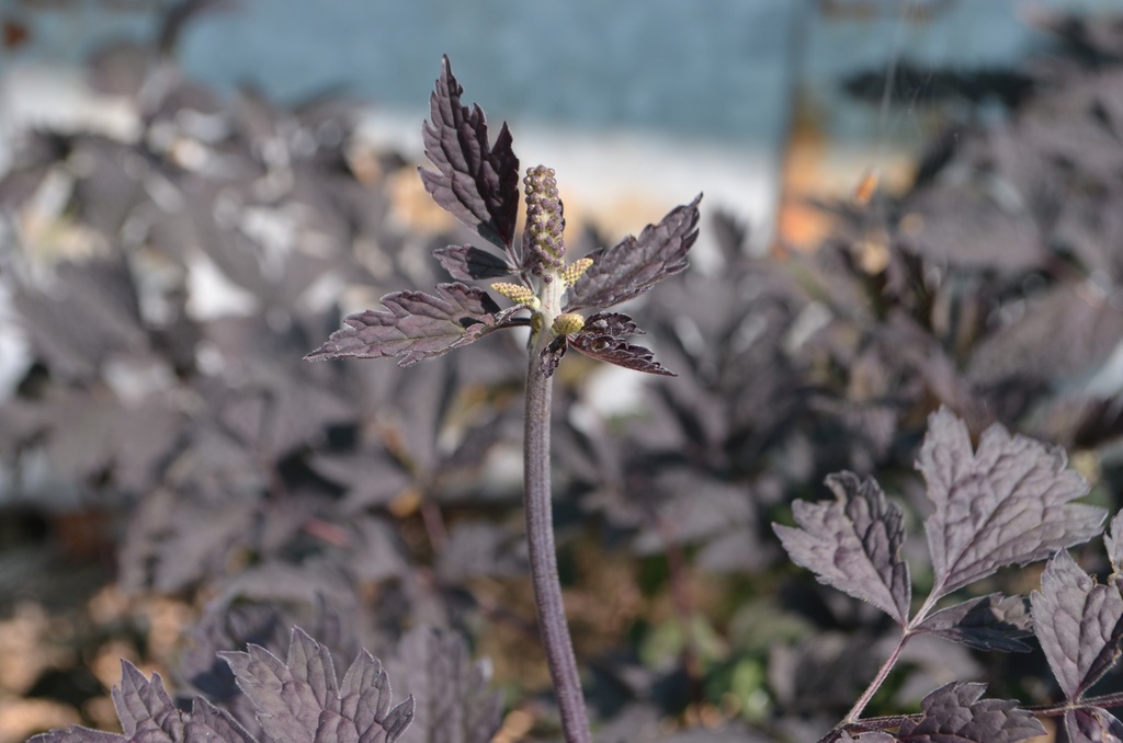 Actaea simplex 'Brunette' (1 Lt., Bio)