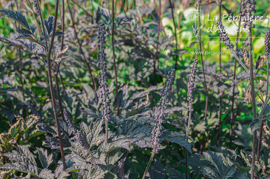 Actaea simplex 'Brunette'