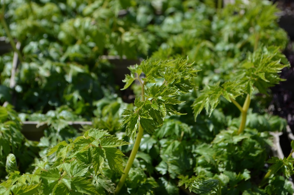 Actaea simplex 'White Pearl'