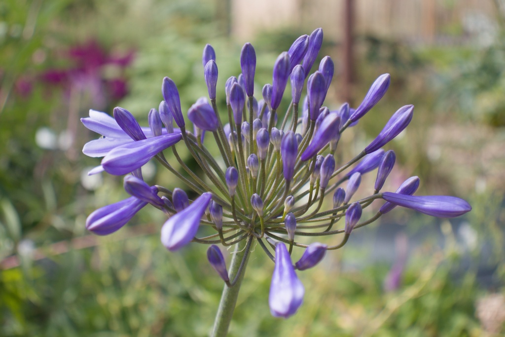 Agapanthus hybride 'Blue Triumphator' (Bio)