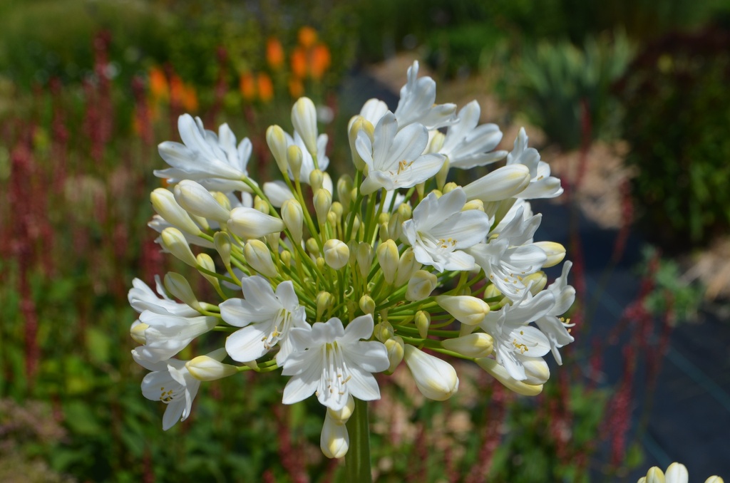 Agapanthus hybride 'Polar Ice'