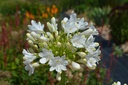 Agapanthus hybride 'Polar Ice'