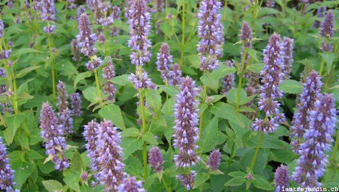 Agastache foeniculum (Bio)