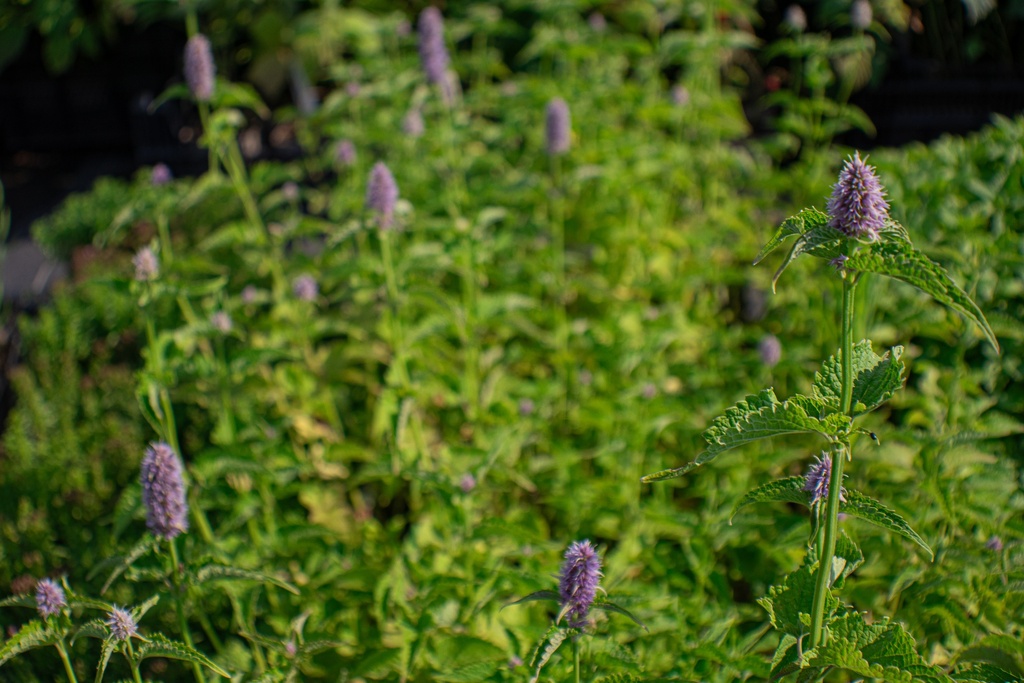 Agastache rugosa