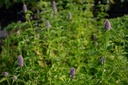 Agastache rugosa