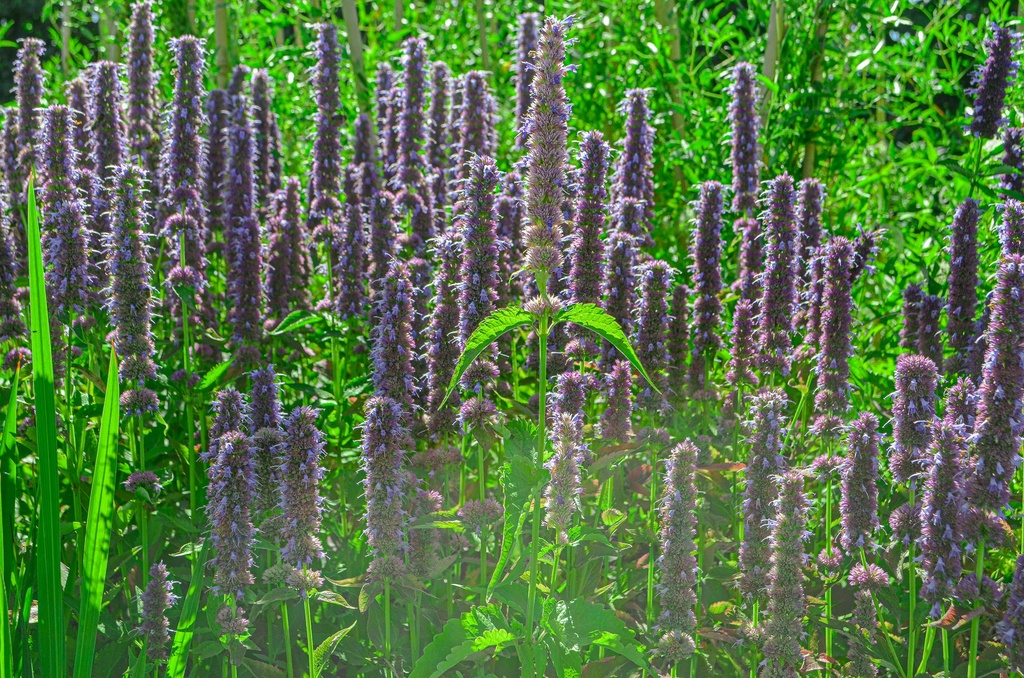 Agastache rugosa 'Blue Fortune' (Bio)