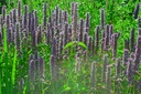 Agastache rugosa 'Blue Fortune'