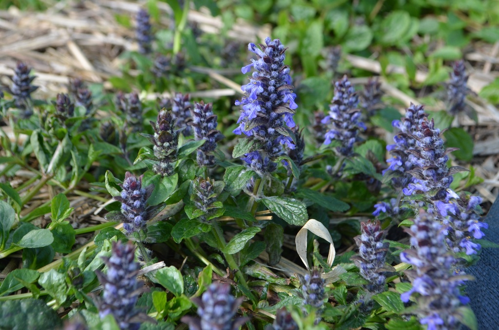 Ajuga reptans (Bio)