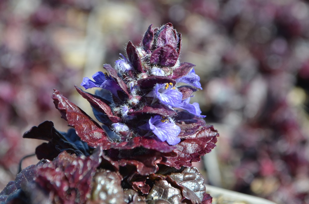 Ajuga reptans 'Black Scallop' (Bio)
