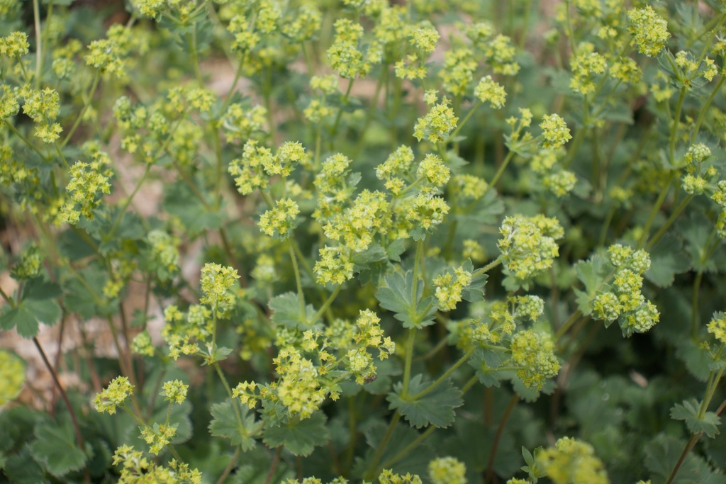 Alchemilla erythropoda