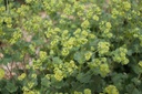 Alchemilla erythropoda