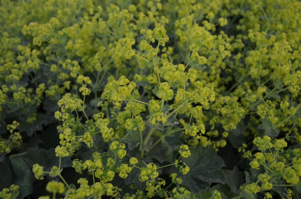 Alchemilla mollis