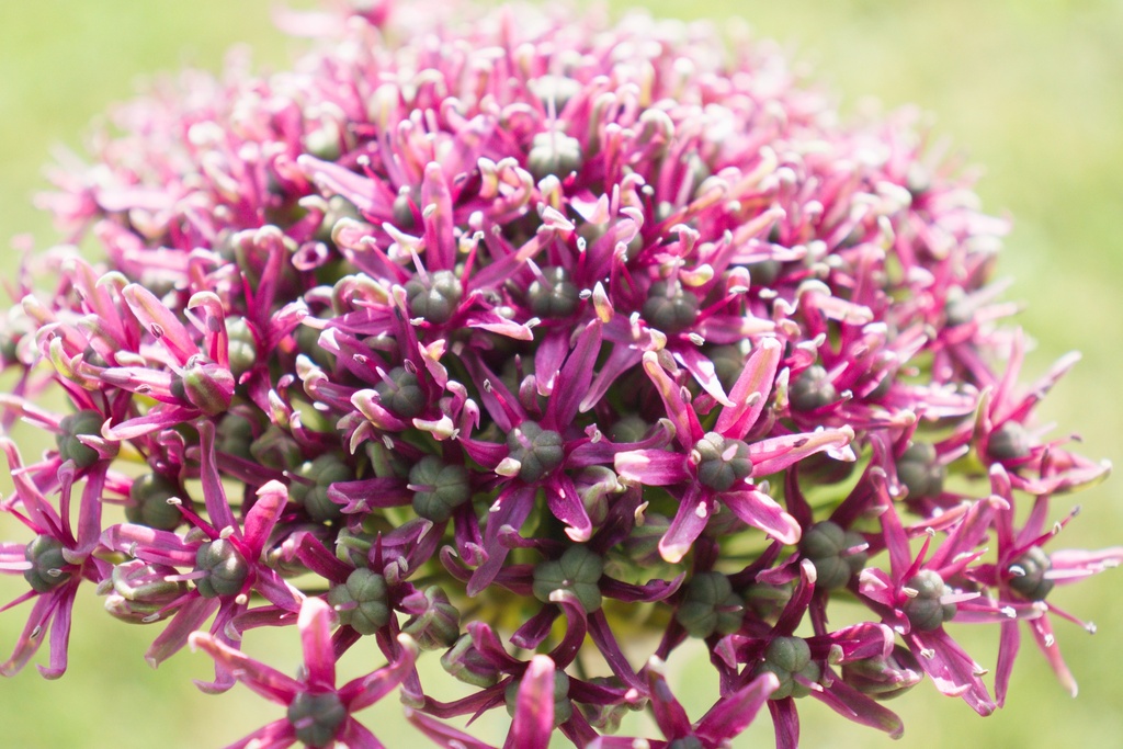 Allium 'Magic' (Bio)