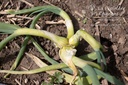 Allium cepa proliferum (Oignon Rocambole)