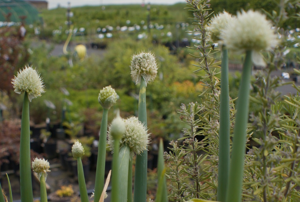 Allium fistulosum (Bio)