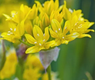 Allium moly
