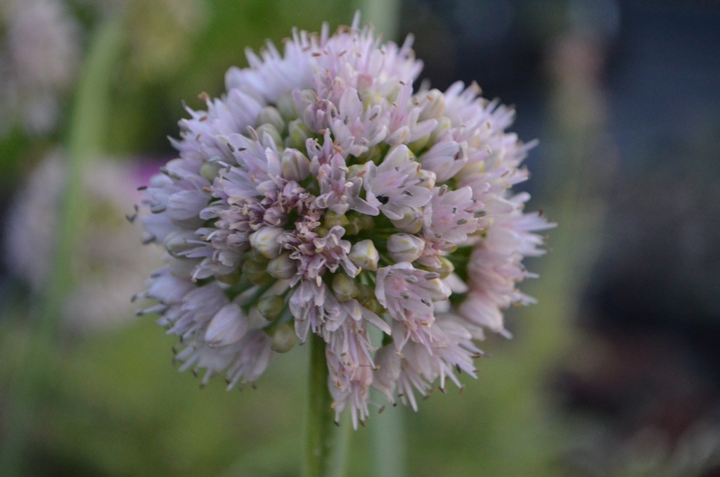 Allium nutans 'Isabelle' (Bio)