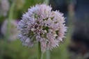 Allium nutans 'Isabelle'