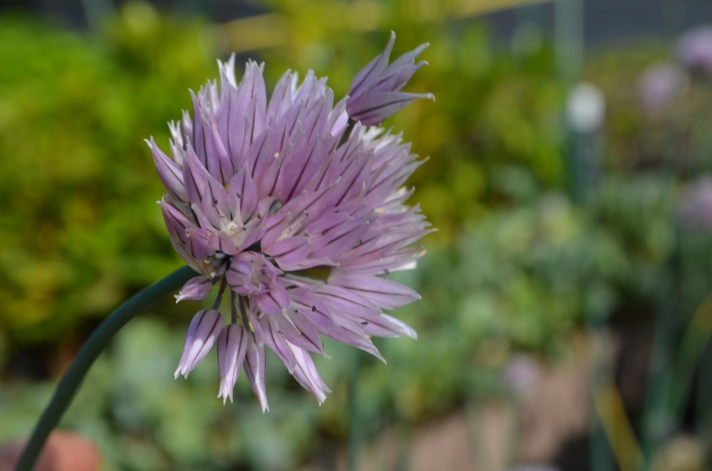 Allium schoenoprasum 'Orosiae'