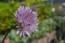 Allium schoenoprasum 'Orosiae'