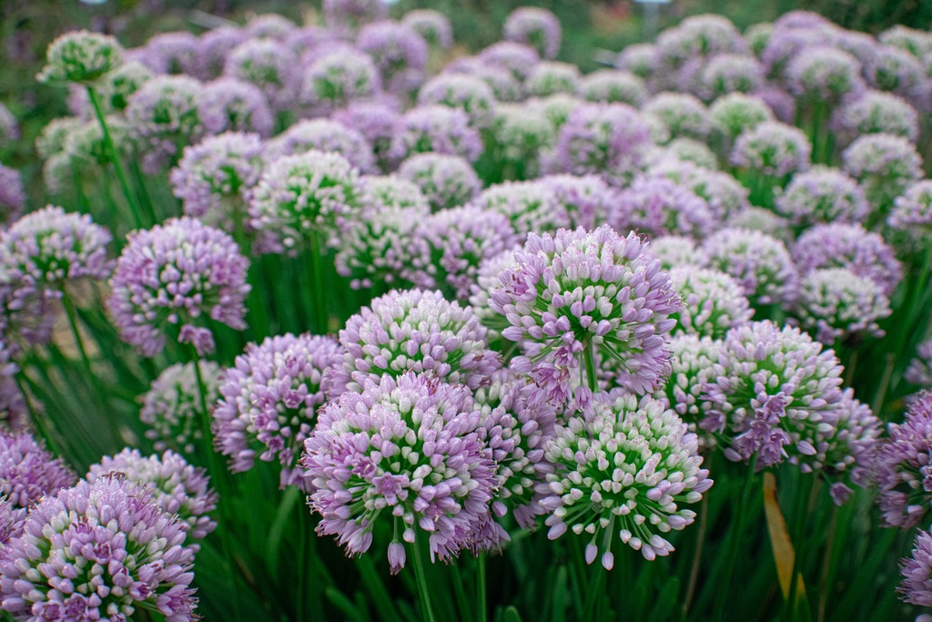 Allium senescens ssp. senescens (Bio)