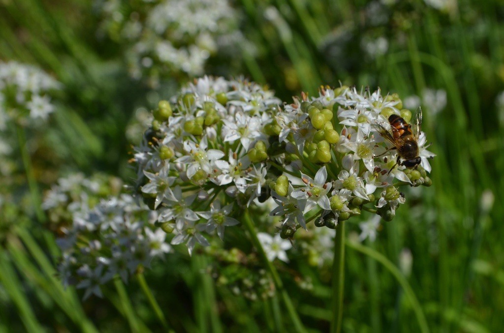Allium tuberosum
