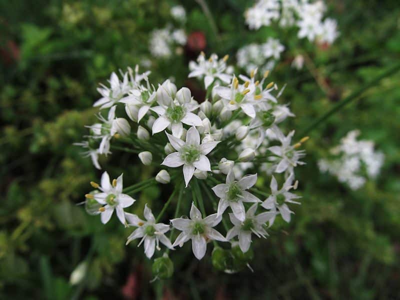 Allium tuberosum