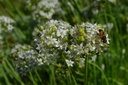 Allium tuberosum