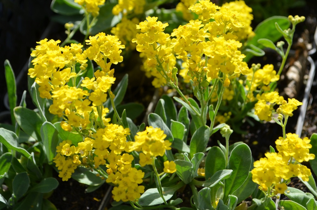 Alyssum saxatilis 'Compactum' (Bio)