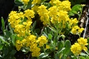 Alyssum saxatilis 'Compactum'