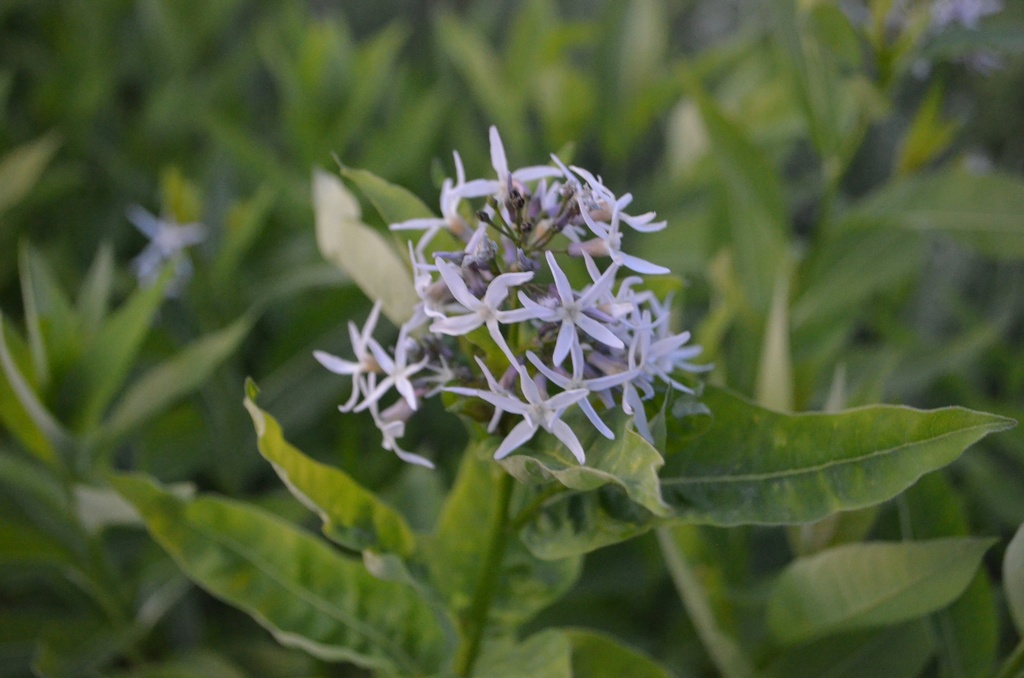 Amsonia illustris (Bio)