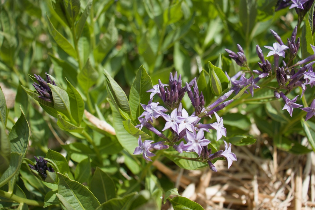 Amsonia orientalis 'Blue Ice' (Bio)