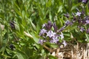Amsonia orientalis 'Blue Ice'