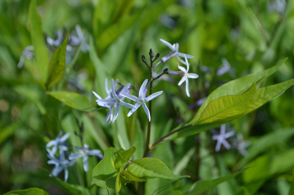 Amsonia tabernaemontana (Bio, 1 Lt.)