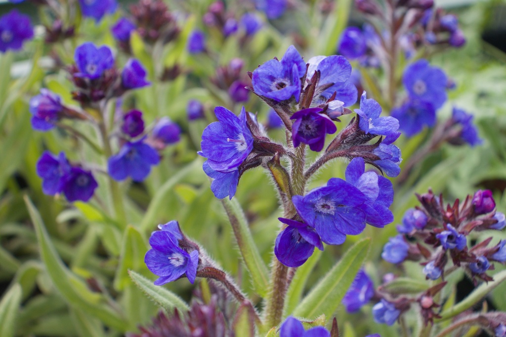 Anchusa azurea 'Loddon Royalist' (Bio, 1 Lt.)