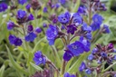 Anchusa azurea 'Loddon Royalist'