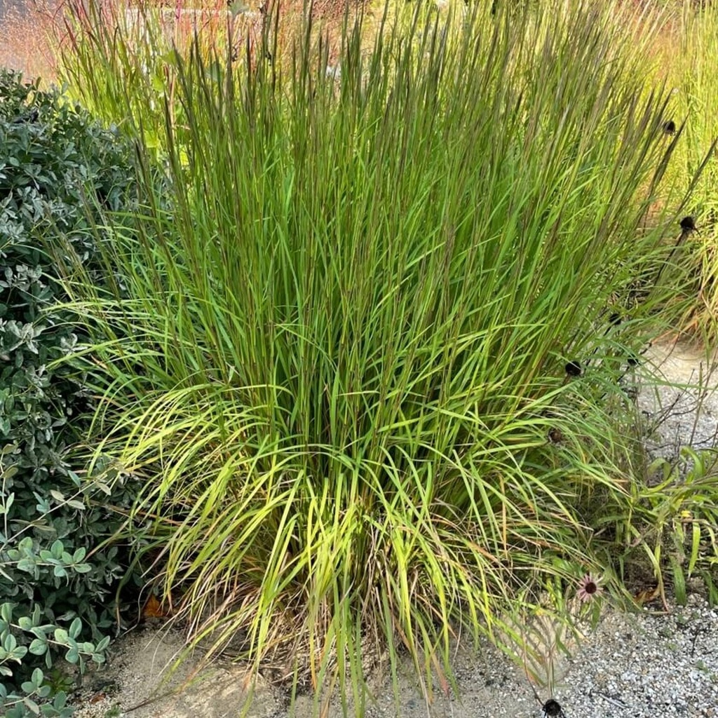 Andropogon scoparius