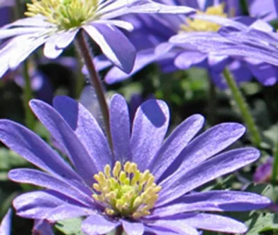 Anemone blanda 'Blue Shades' (Bio)