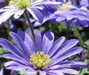 Anemone blanda 'Blue Shades'