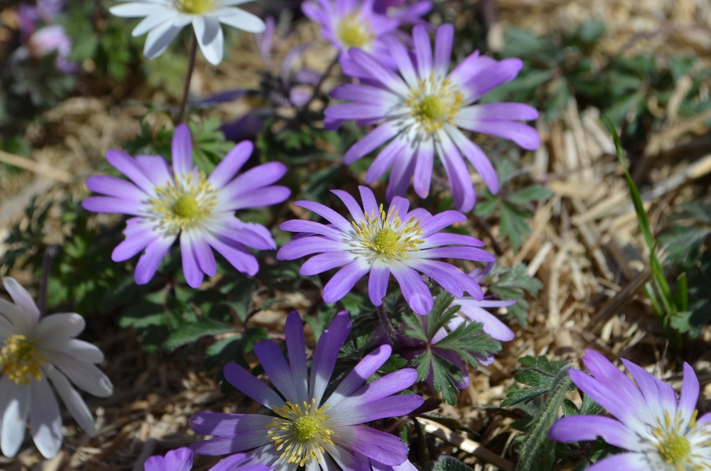 Anemone blanda 'Charmer'