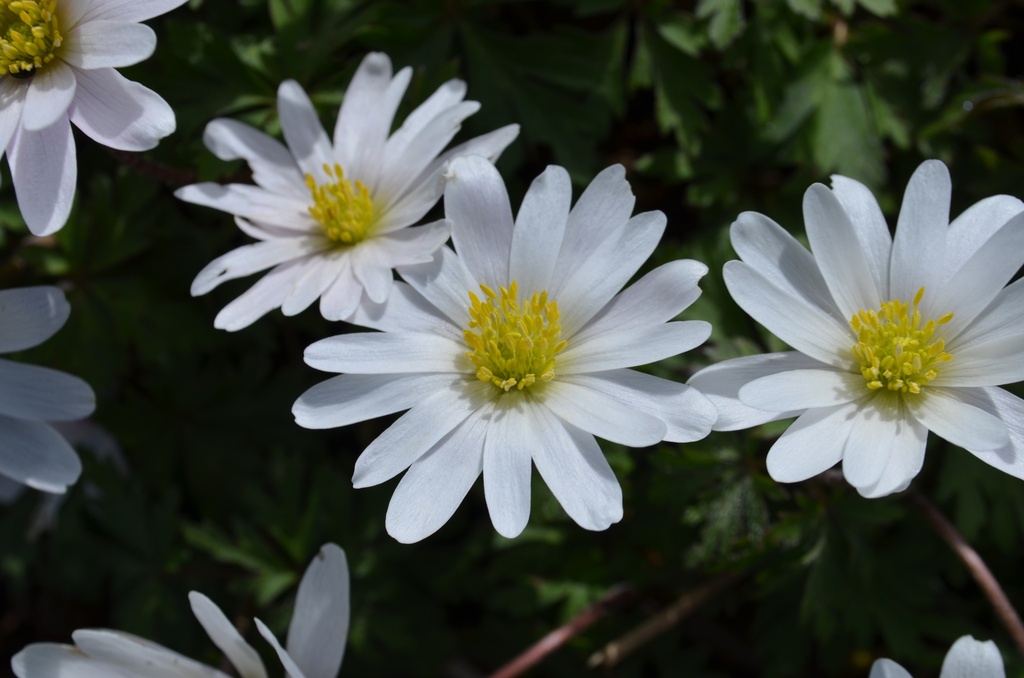 Anemone blanda 'White Splendour' (Bio)