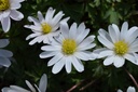 Anemone blanda 'White Splendour'